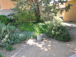 2208 Frederick NW - Xeriscape