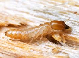 drywood-termite-abq-real-estate