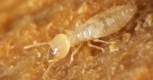 Subterranean-termite-albuquerque-real-estate