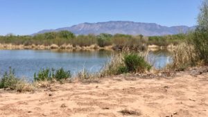 Candelaria-Wetland-Rio-Grande-Sutter-Sugar-Albquerque